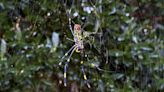 Giant, parachuting Joro spiders could arrive in Pennsylvania, New Jersey and Delaware this summer. Do you need to worry?