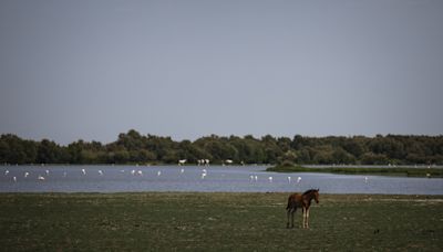 Aves aquáticas estão a abandonar Doñana: números revelam pior ano desde que há registos