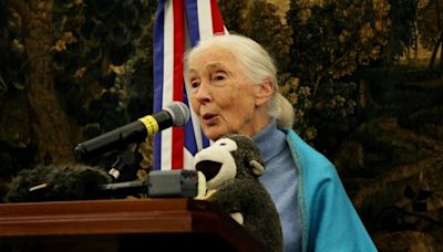 Jane Goodall, la prestigiosa científica y activista que a los 90 años lucha por salvar el mundo