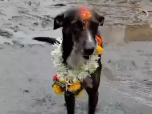 The Return of 'Maharaj': Indie Dog, Lost In Crowd, Makes A 250-Km Journey Back Home