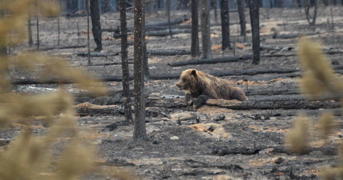 Grizzly and cubs hide to survive Canada park's largest fire in 100 years