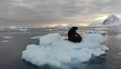 Fur seals and elephant seal visit Ukraine’s Antarctic station — photos