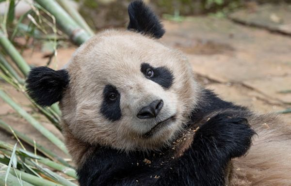 Panda Ridge at the San Diego Zoo will open soon: tips to plan your visit