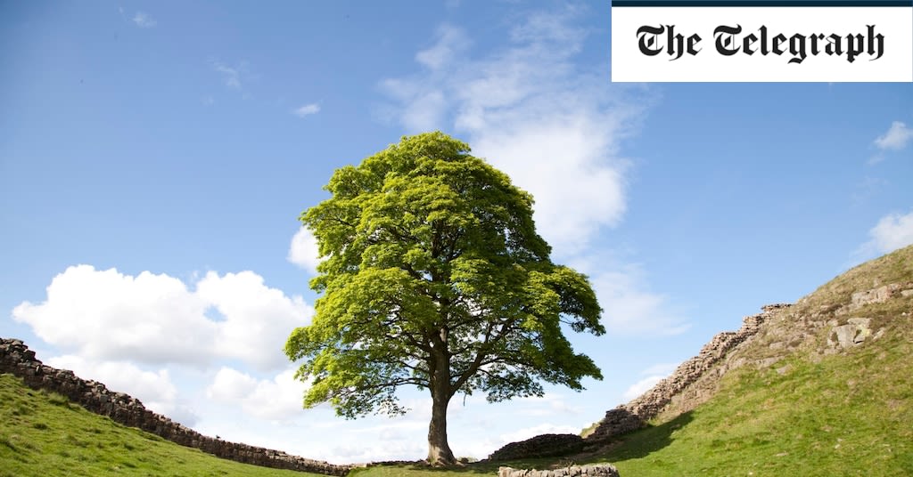 Why a royal touch could make the Sycamore Gap saplings worth more than the original tree