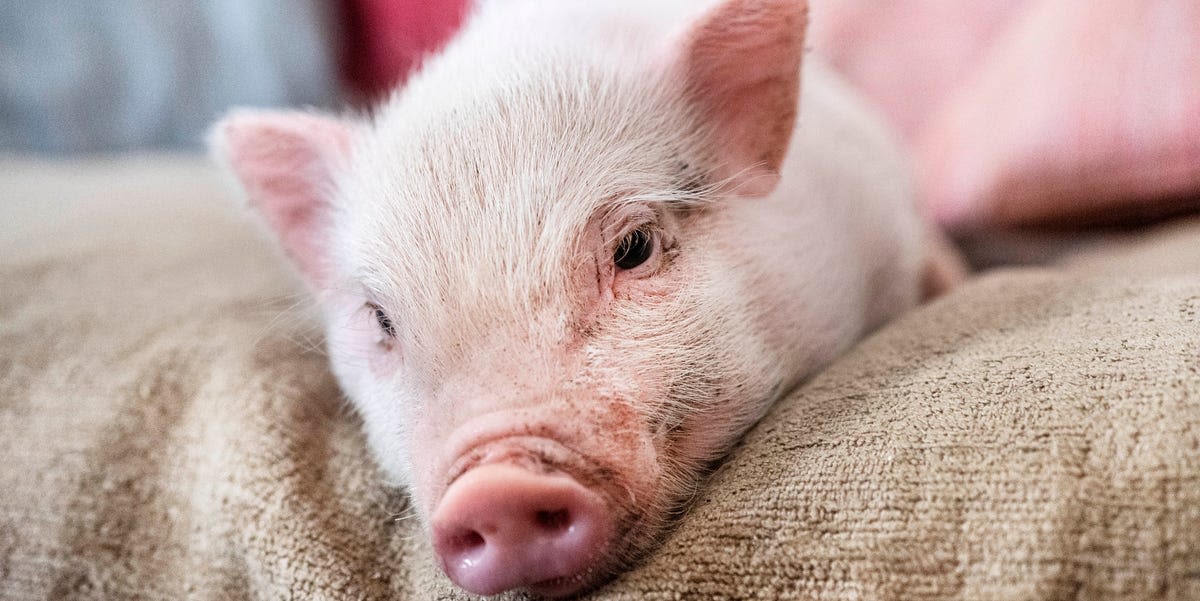 10 Alarming Facts to Consider Before Getting a Teacup Pig