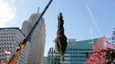 Detroit's Christmas tree arrives in Campus Martius, with tree lighting event nearby