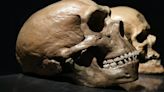 The Holy Grail Of Neanderthal Language Is Turning Out To Be An 800-Pound Gorilla