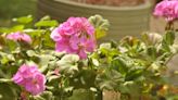 Year-round gardening: A guide to geraniums and pelargoniums