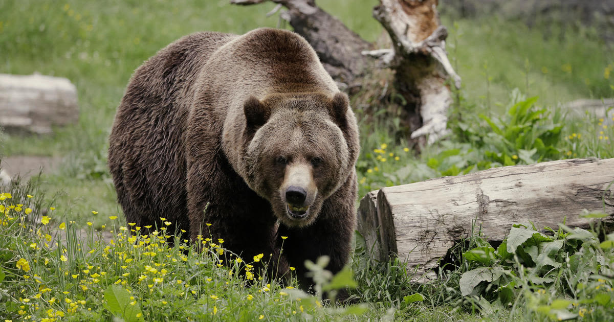 Surprise attack by grizzly leads to closure of a Grand Teton National Park mountain