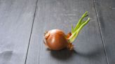 The One Thing You Should Never Do With Sprouted Onions