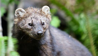 Animal that disappeared 200 years ago spotted on side of the road