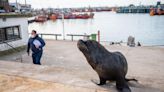 Operativo desplazamiento: el arduo plan para que los lobos marinos abandonen las calles interiores del puerto de Mar del Plata