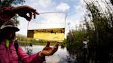 Ancient escape: 2024 marks 70 years for timeless Corkscrew Swamp Sanctuary