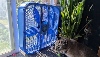 Use Your Fans and Cross Ventilation to Cut Down on AC Use this Summer. Here's How