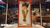 Head of world's oldest horse returns to Warrington