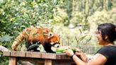 Aldergrove zoo celebrates beloved red panda's 10th birthday
