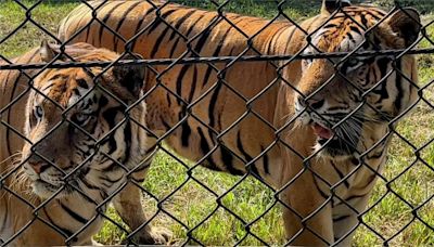 動物園復刻自駕活動 近距離觀賞「孟加拉虎」