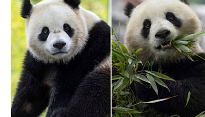 Giant Pandas