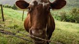 Project will turn manure into energy at Lake Odessa dairy farm