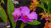 36th annual Orchid Show blooms March 23-24 at Coastal Georgia Botanical Gardens