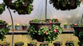 Around the Yard: How to care for hanging baskets in Cowlitz County