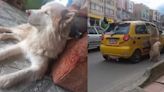 En video quedó registrado cómo taxista y su acompañante habrían abandonado a un perro en Boyacá