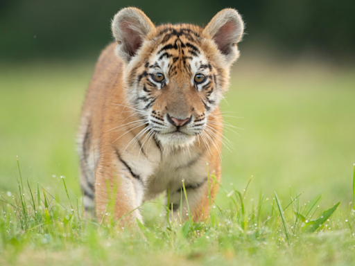 Tiger Cub ‘Supervises’ Window Washing at Nashville Zoo and It’s the Cutest