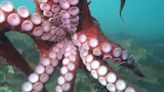 A Scuba Diver Gets a Sweet ‘Hug’ From a Giant Octopus