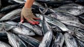 Countries pushing to reach WTO fishing deal next month, documents show