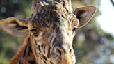 'Truly iconic' Santa Barbara Zoo giraffe dead at 16