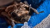 Rescued Baby Bat Being Fed with a Syringe Is Beyond Precious