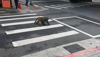 2獼猴內湖「深度旅遊」爬牆又過馬路 動保處：下山覓食