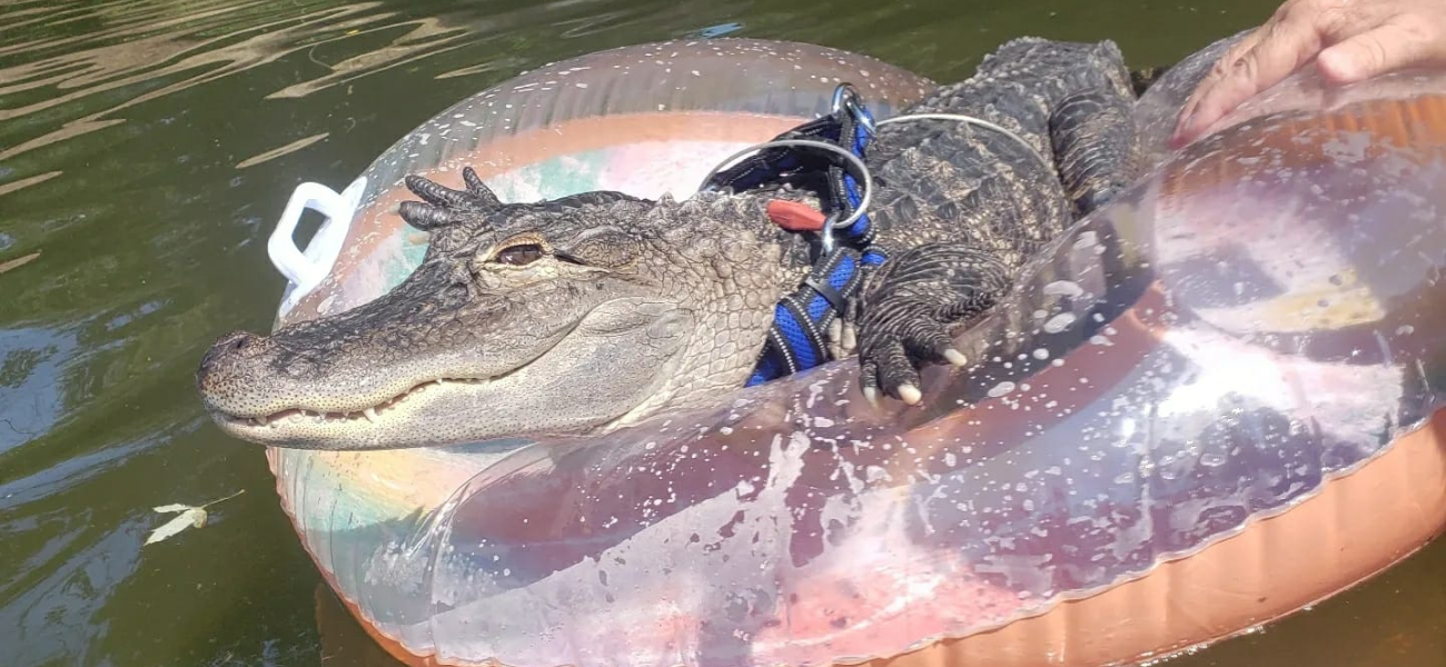Wallygator Is Still Missing And Owner Joie Henney Needs The Public's Help!
