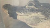 New York Couple Turns In 5-Foot Gator 'Zachary' They'd Been Keeping In Home