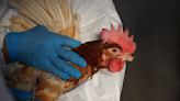 La gripe aviar y las medidas necesarias