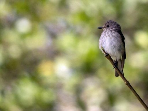 Endangered bird calls restored ancient woodland home