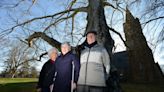 'A mere shadow.' Woods Hole parishioners bid farewell as beloved beech tree nears its end