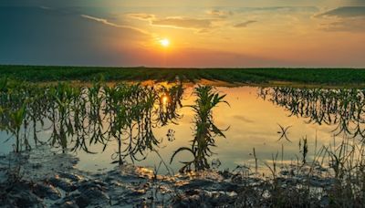 Monsoon season: Is rain damage covered by crop insurance? - CNBC TV18