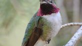 Colorado hummingbirds: When they arrive, how to identify them and attract them to your yard