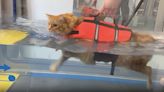 Flabby Feline Has Taken to Swimming Lessons for Losing Weight–And it's Working