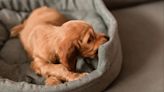 Why Do Dogs Dig In Their Bed, Crate, and Blanket?
