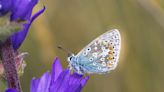 Ten ways to make space for nature in Scotland during summer