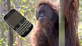 Old devices needed to celebrate orangutan’s 40th birthday at Fresno Chaffee Zoo