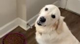 Watch This Good Girl Patiently Wait To Eat While Confused Dog Sitters Try To Figure Out Her Release Word