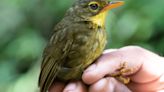 Songbird Feared Extinct Found 'Hopping Around' Madagascar Rainforest