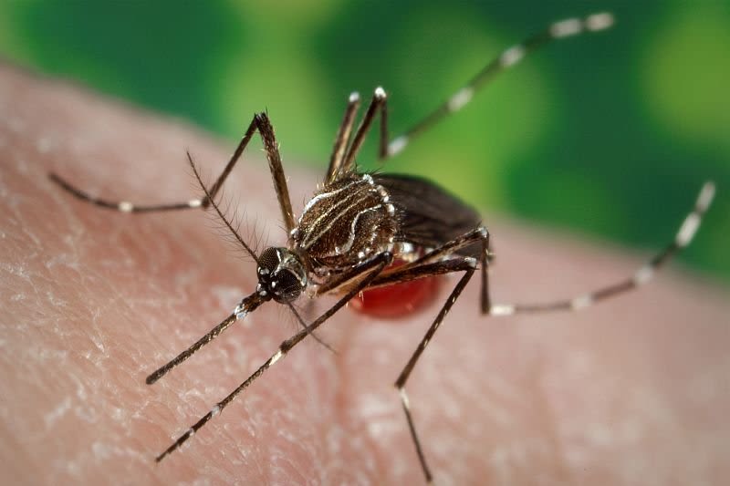 Los Angeles County investigating new locally acquired dengue fever cases