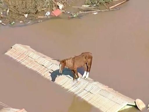 Caramelo the horse rescued from a rooftop amid Brazil floods in a boost for a beleaguered nation