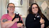 Nearly 200 kittens in GMHS care - Gazette Journal