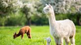 PETA warns M&S of consumer backlash following alpaca wool ban u-turn