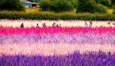 Stunning confetti flower fields now open for summer